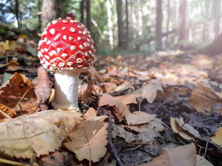 Mushroom fly agaric in the autumn forest.