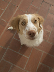 Spaniel breton dog