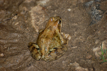 frog on beach