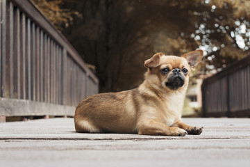 Hund herbstlich