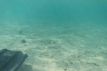 Fin on ground in shallow water
