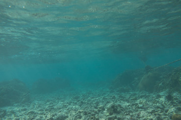 Underwater seascape coral garden