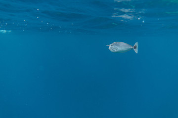 Isolated single fish in ocean