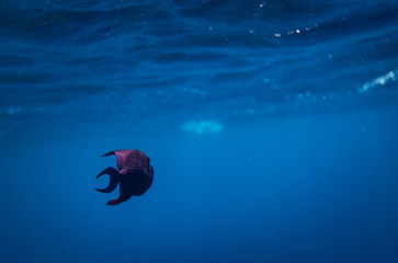 redtoothed triggerfish close up II