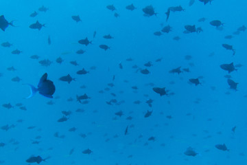 Many redtoothed triggerfish