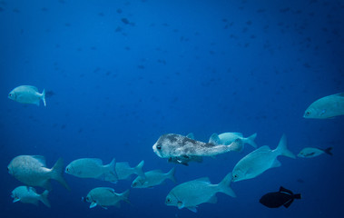Porcupinefish in group of other species