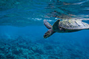 Turtle after taking a breath