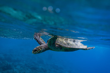 Turtle in shallow depth of field
