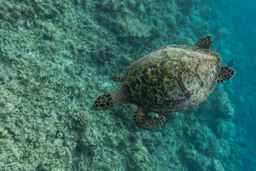 Turtle diving top view