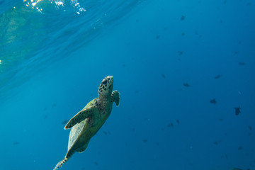 Turtle coming to the surface