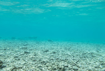 Dead corals on a beach in shallow water