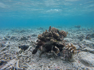 Living coral in the middle of dead corals