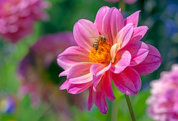 Bee at a dahlia flower blossom