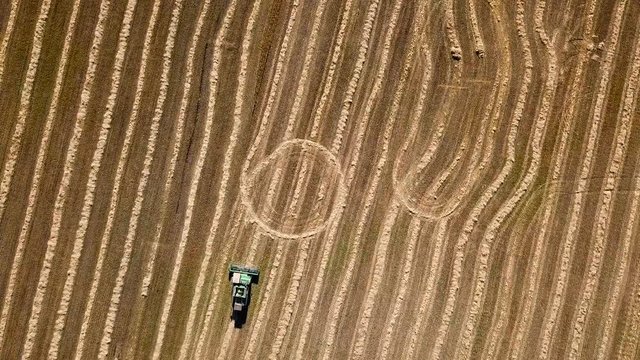 Aerial shot of combine harvester cultivating land at sunset. Harvesting field.