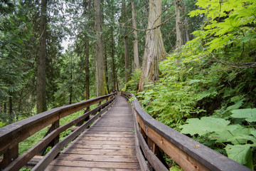 Ancient forest, Prince George