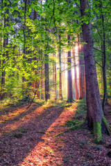 
Deep forest with soft sun rays. Vertical image of green forest with soft sun rays through the...