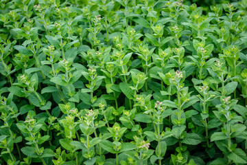 Selectife focus photography. Background with green weeds.