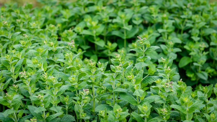 Selectife focus photography. Background with green weeds.