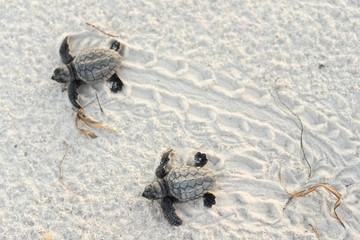 Baby Turtles and tracks