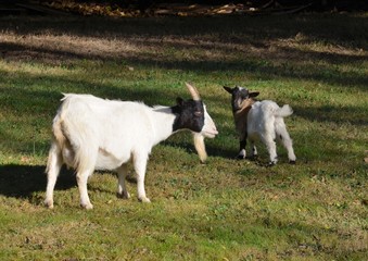 goat and kid (chèvre et son chevreau)