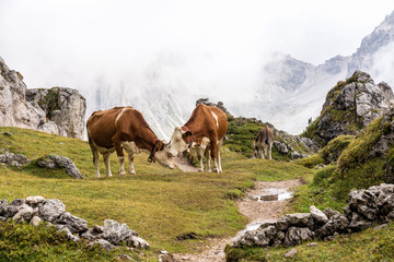 Italien - Südtirol - Kühe auf dem Col Raiser Rundwanderweg