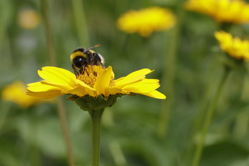 Biene auf Blume, Biene auf gelber Blume, Bee on yellow flower, grüne wiese, green gras mit Blume, Biene