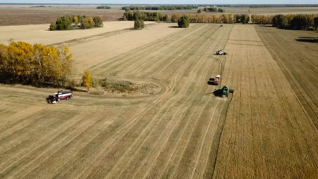 Combine harvesting wheat field crop . Healthy eating harvest concept.