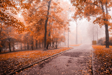 small fog is in autumn in a central park
