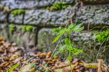 Pflanze vor Mauer