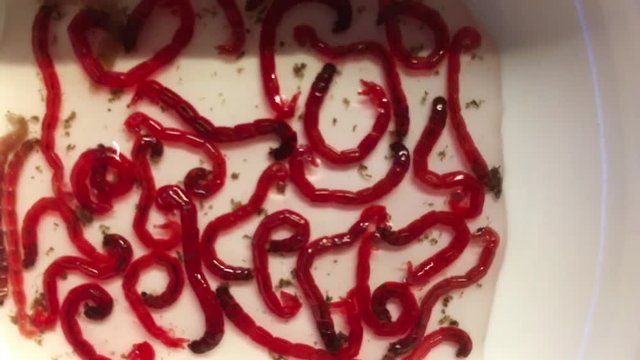  Rote Jumbo M&uuml;ckenlarven, Fischfutter