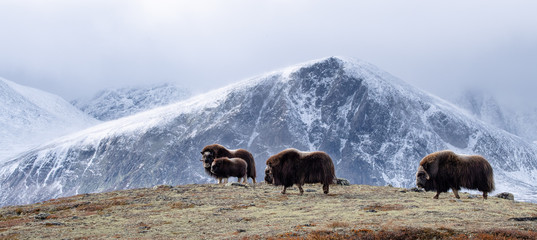 Musk ox (Ovibos moschatus) in autumn landscape in Dovre national park, Norway