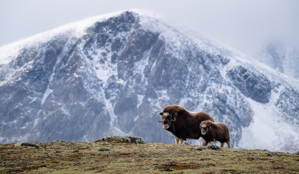 Musk ox (Ovibos moschatus) with calf in autumn landscape in Dovre national park, Norway