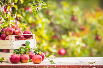 Fresh ripe red apples in wooden crate on garden table