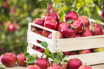 Fresh ripe red apples in wooden crate on garden table © weyo