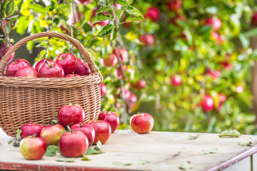 Fresh ripe red apples in wooden basket on garden table