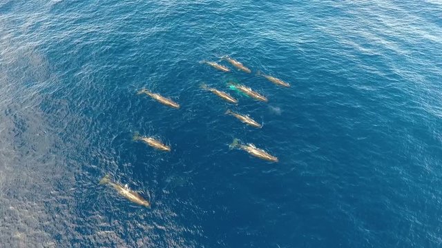 A pod of 12 sperm whales swimming peacefully in the ocean