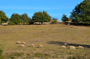 Flock of sheep (troupeau de moutons), West of France