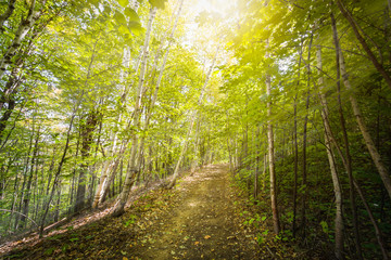 Birch pathway with penetrating sunlight