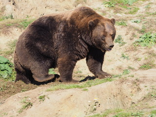 Kamtschatka Braunbär