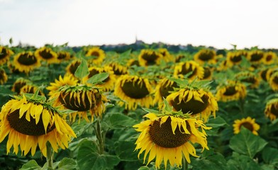 Sonnenblumenfeld
