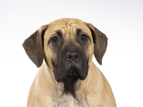 Dogo Canario Puppy Dog Portait. Image Taken In A Studio With White Background. 