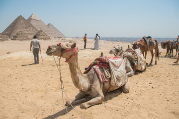 Dromedary portraiture. Picture taken in Cairo street, in the area in front of the Giza pyramids....