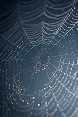 Spinnennetz mit Tautropfen