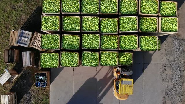 harvest of apples, forklift trucks load, put large wooden boxes full of green apples on top of each other. Wooden crates full of ripe apples during annual harvesting period. top view, aero video.