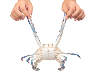 hand holding fresh crab isolated on white background.