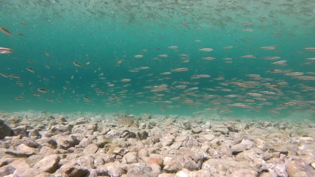 Fischschwarm im Bergsee, Barsche jagen Elritzen