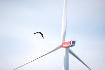 Buzzard (Buteo Buteo)  in flight near wind turbine