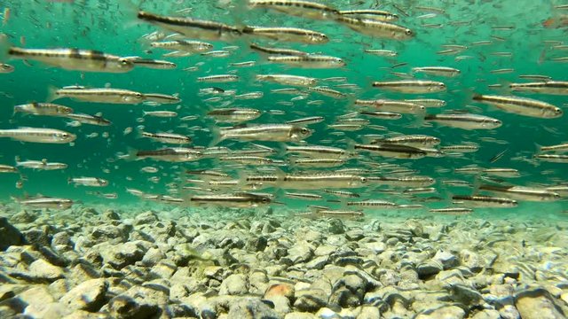 Fischschwarm im Bergsee, Barsche jagen Elritzen