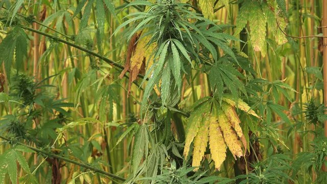 Hemp or industrial hemp is variety of Cannabis sativa plant