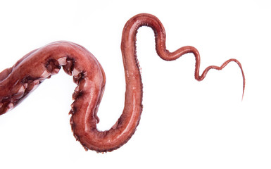 Octopus arm isolated on white background